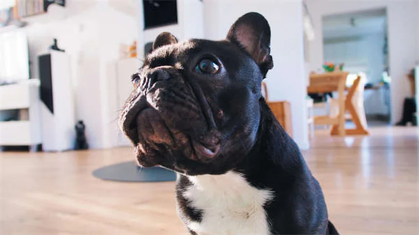 Piqûres de fourmis chez le chien : symptômes et traitements urgents