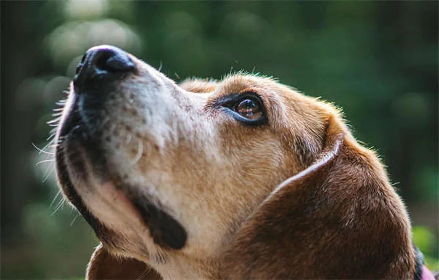 Contusion pulmonaire chez le chien : symptômes, traitement et pronostic