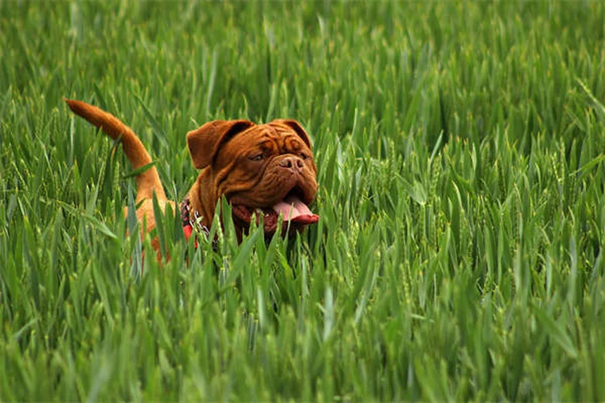 Contusion pulmonaire chez le chien : symptômes, traitement et pronostic