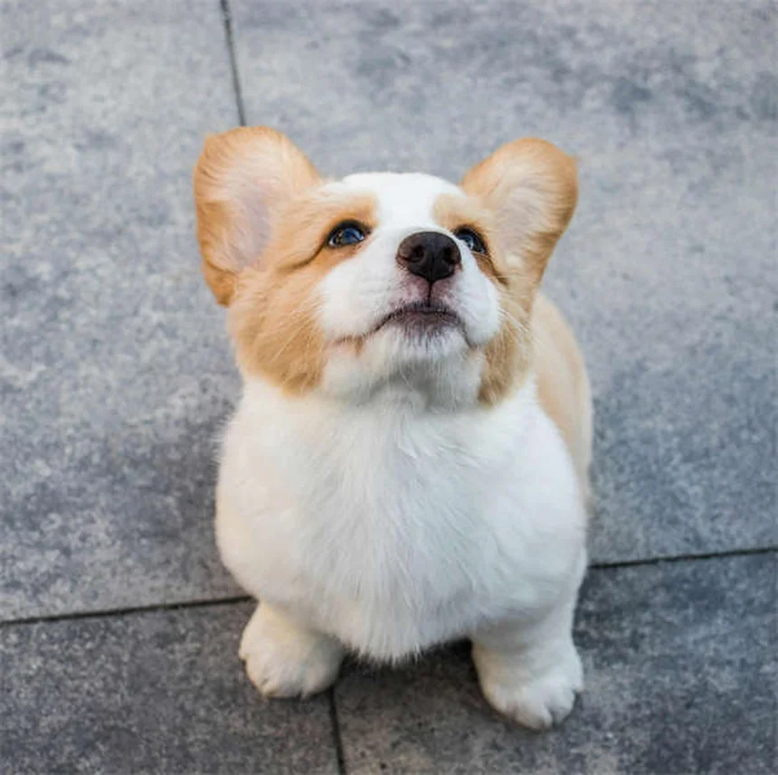 Protéger son chien pendant un orage : 5 conseils vitaux