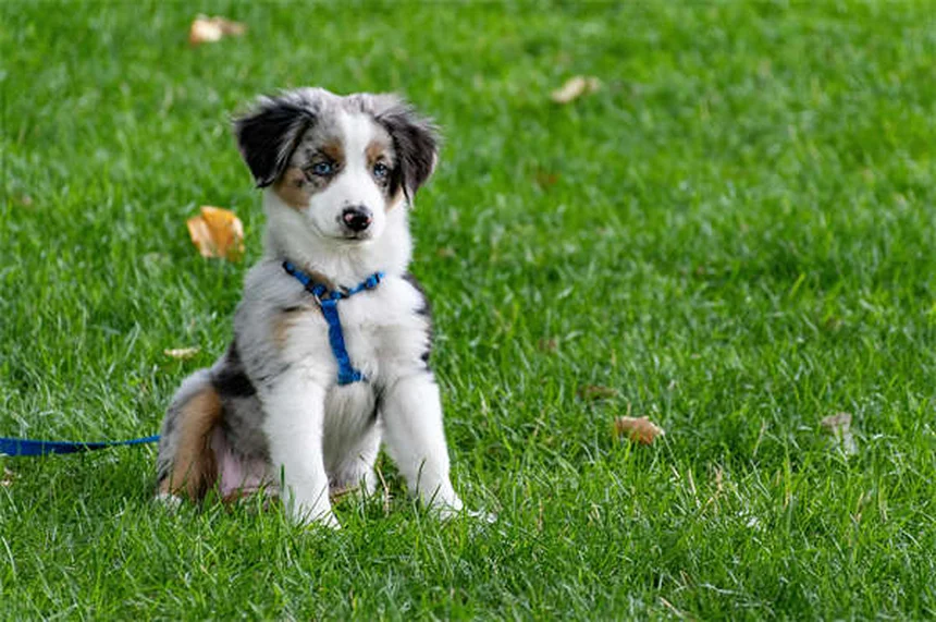 Protéger son chien pendant un orage : 5 conseils vitaux