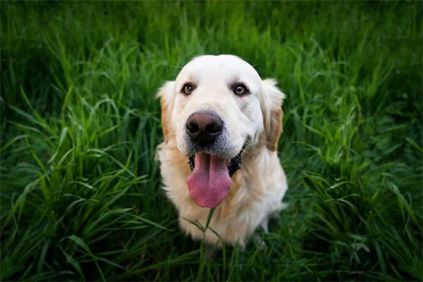 Protéger son chien pendant un orage : 5 conseils vitaux