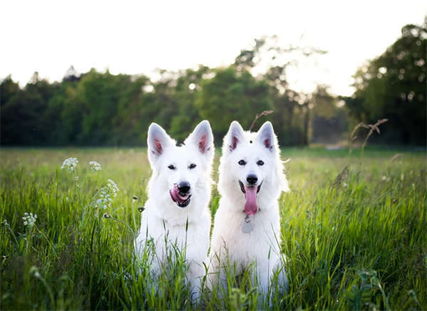 Pedialyte pour chien : Est-ce vraiment sans danger ?