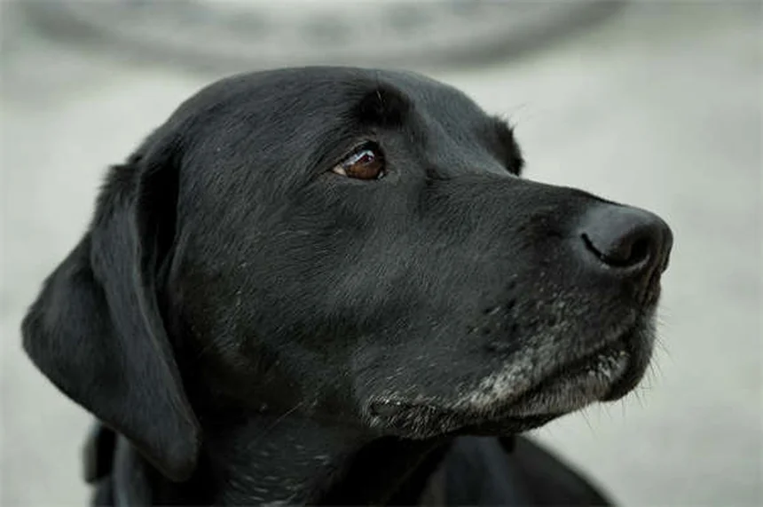 Mon chien urine beaucoup : causes et solutions