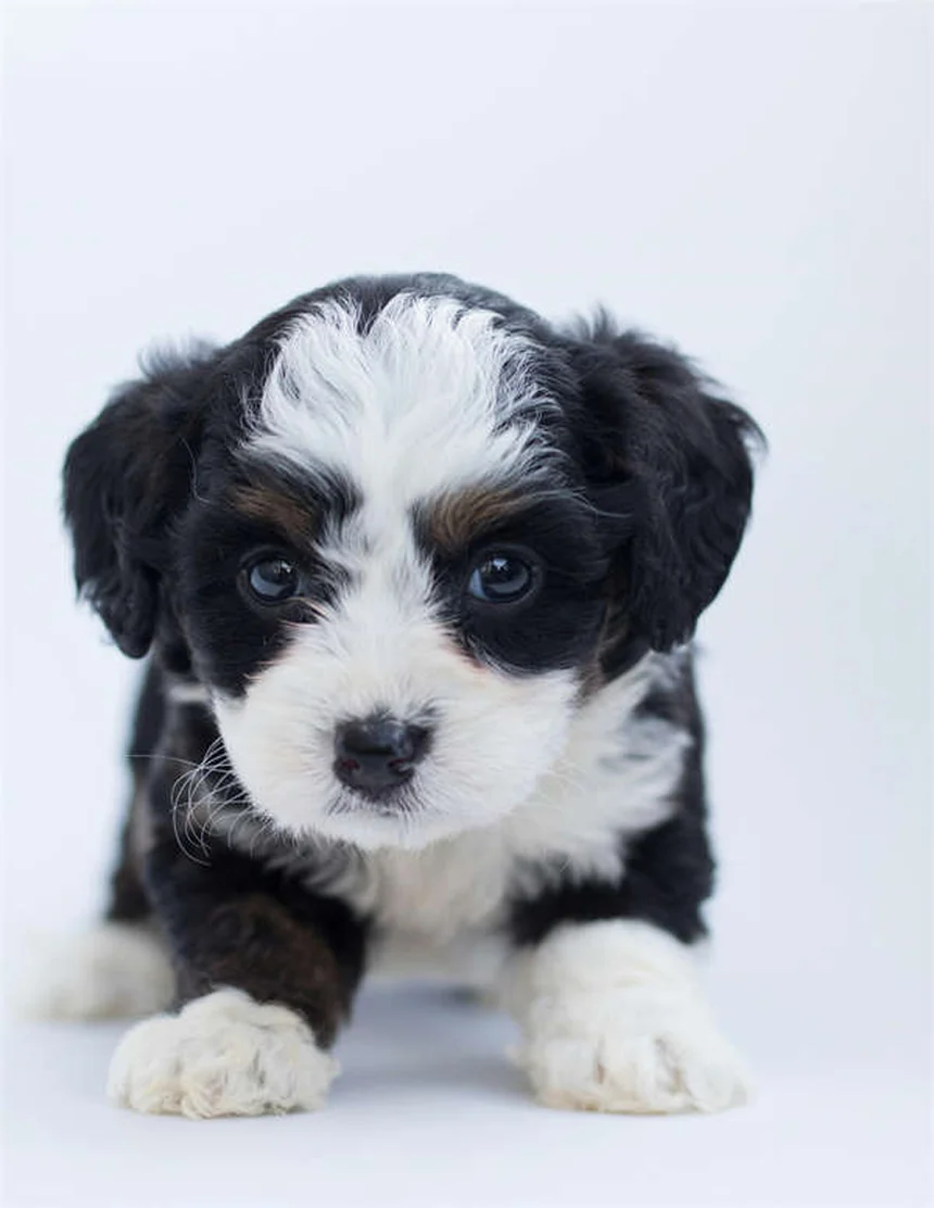 Léflunomide pour chiens et chats : le guide complet