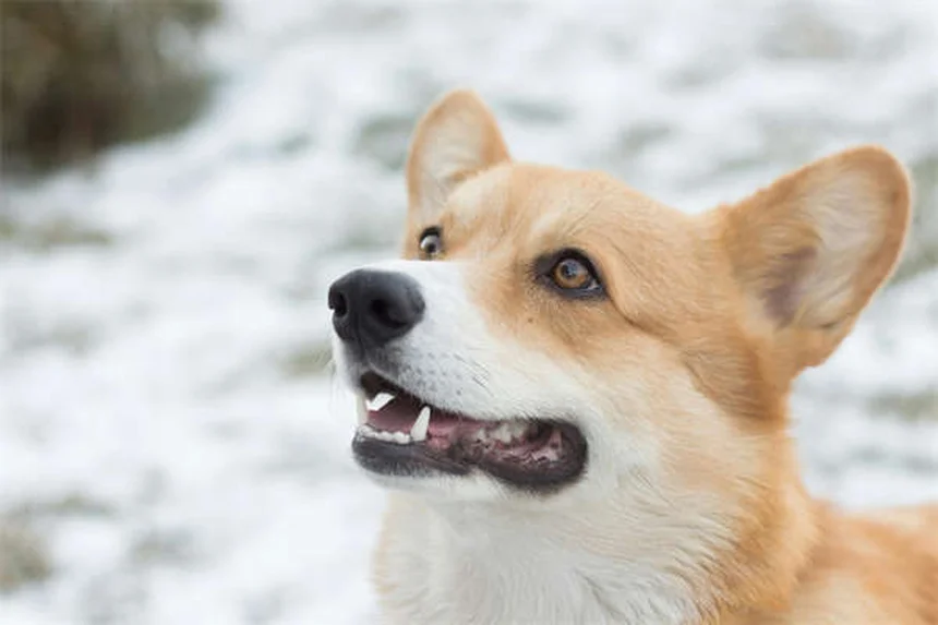 Zonisamide pour chiens : le guide complet sur ce médicament anti-épilepsie