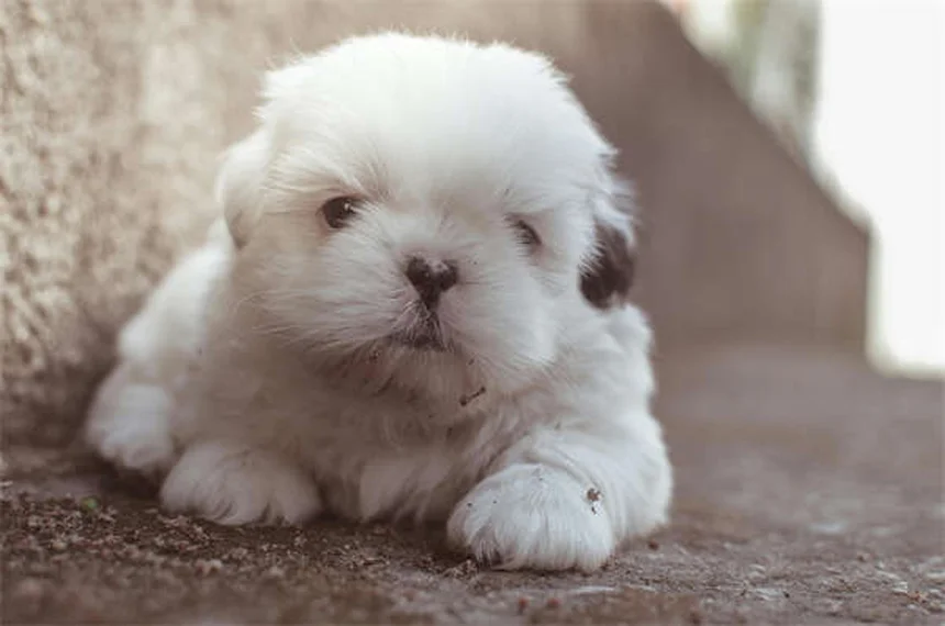 Zonisamide pour chiens : le guide complet sur ce médicament anti-épilepsie