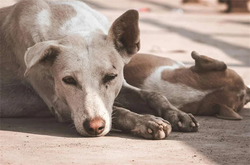 Zonisamide pour chiens : le guide complet sur ce médicament anti-épilepsie