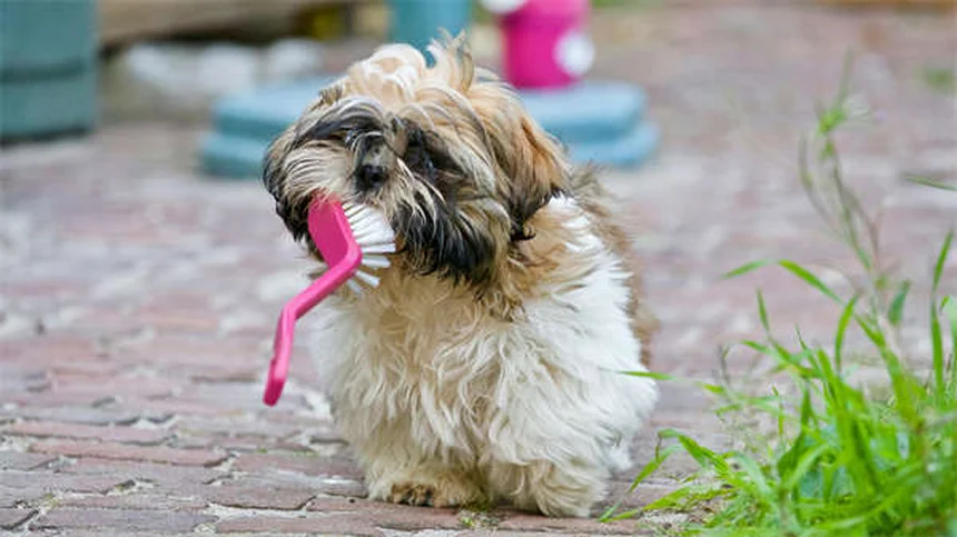 Massage pour chien : 5 bienfaits insoupçonnés pour votre toutou