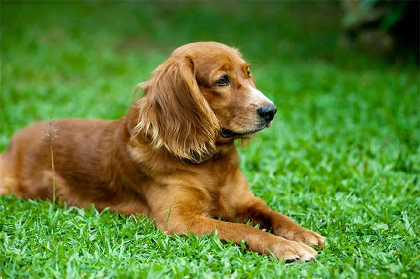 Massage pour chien : 5 bienfaits insoupçonnés pour votre toutou