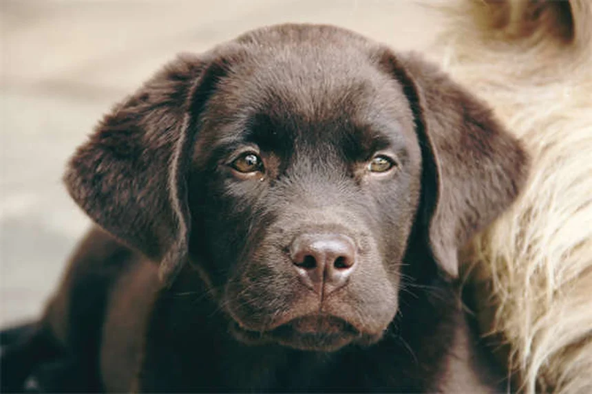 Asthme chez le chien : symptômes, traitements et solutions