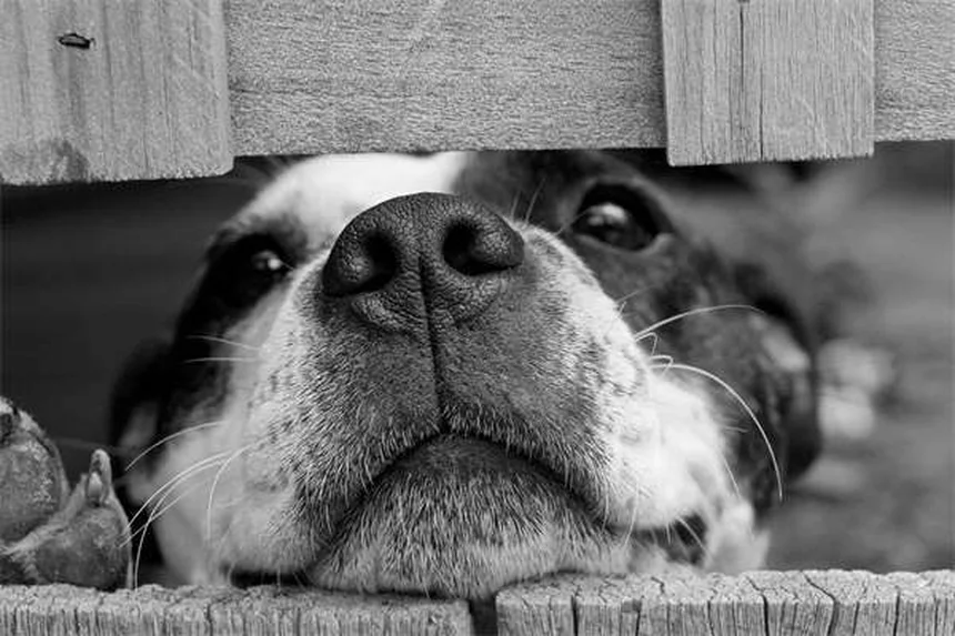 Asthme chez le chien : symptômes, traitements et solutions