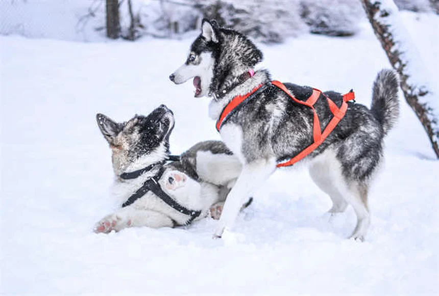 Pourquoi mon chien court après sa queue ? 5 raisons étonnantes