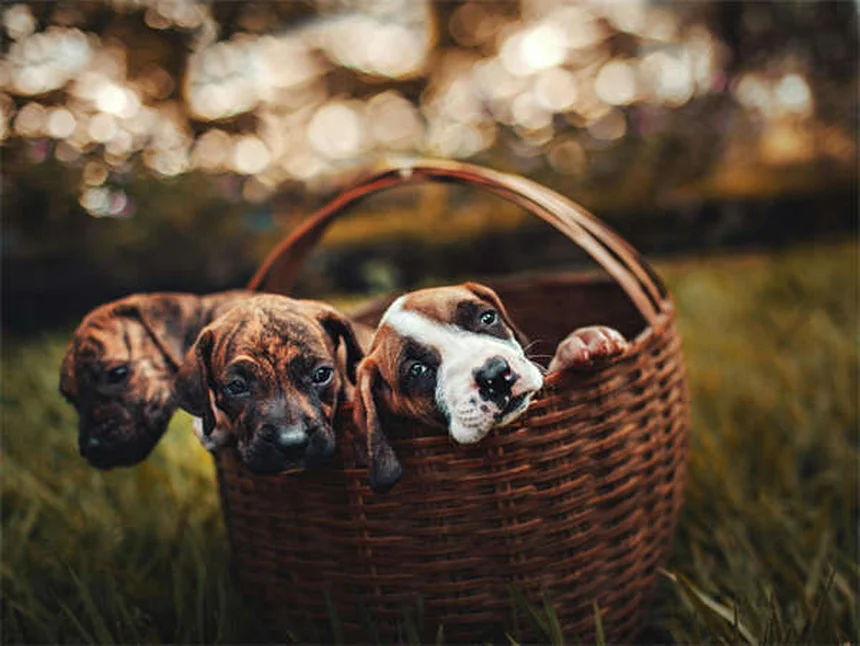 Pourquoi mon chien court après sa queue ? 5 raisons étonnantes