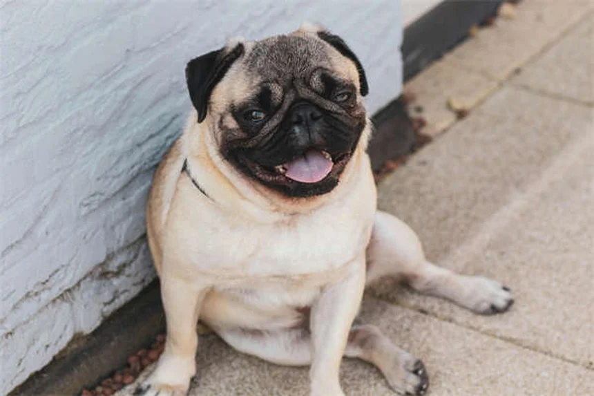 Pourquoi mon chien court après sa queue ? 5 raisons étonnantes