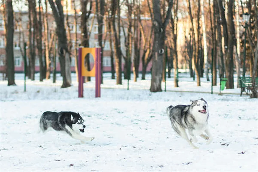 Pourquoi mon chien se traîne le derrière ? 5 solutions efficaces