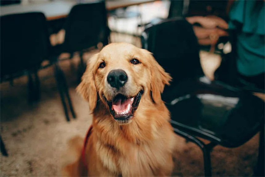7 astuces imparables pour créer un lien fort avec votre chien