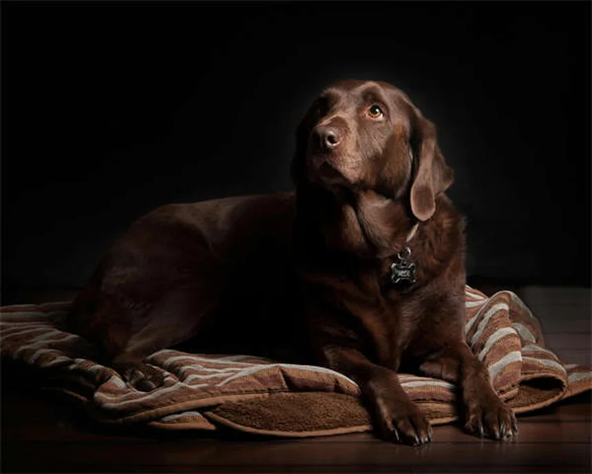 Compléments alimentaires pour chien : 5 astuces pour booster ses repas