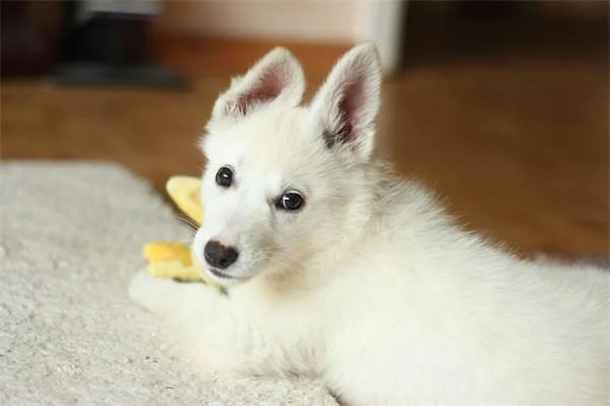 Compléments alimentaires pour chien : 5 astuces pour booster ses repas