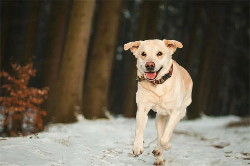 Compléments alimentaires pour chien : 5 astuces pour booster ses repas
