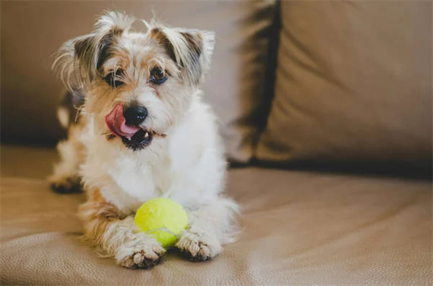 Anesthésie pour animaux : 5 risques à connaître absolument