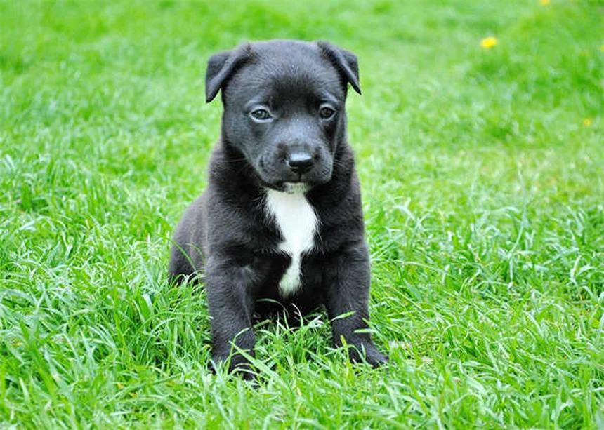 5 astuces pour nettoyer les crottes de chien sans risque