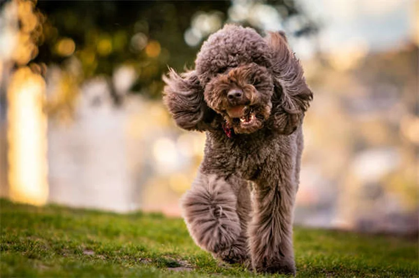 Transporteur pour chien : comment choisir le meilleur pour votre toutou ?