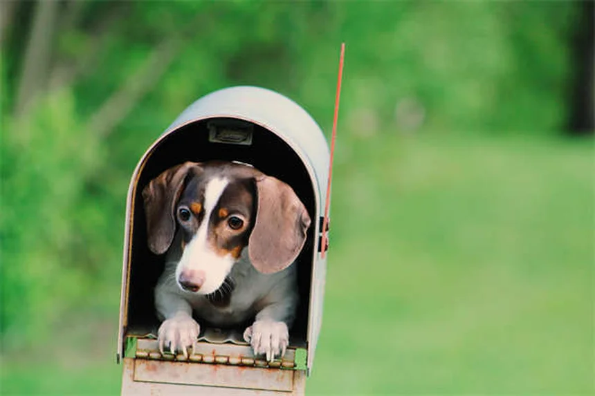 Transporteur pour chien : comment choisir le meilleur pour votre toutou ?