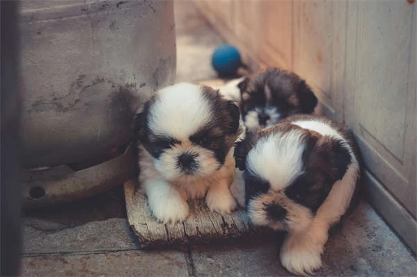 Engelures chez les chiens : symptômes, traitement et prévention
