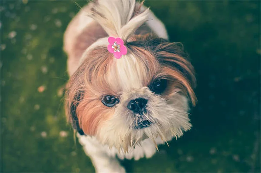 Engelures chez les chiens : symptômes, traitement et prévention