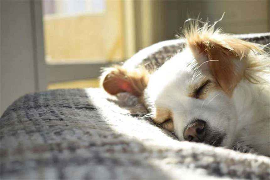 Engelures chez les chiens : symptômes, traitement et prévention