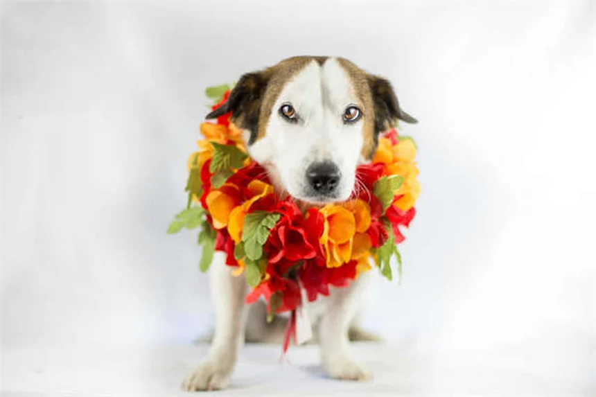 Gel de silice et chiens : ce qu'il faut savoir en cas d'ingestion