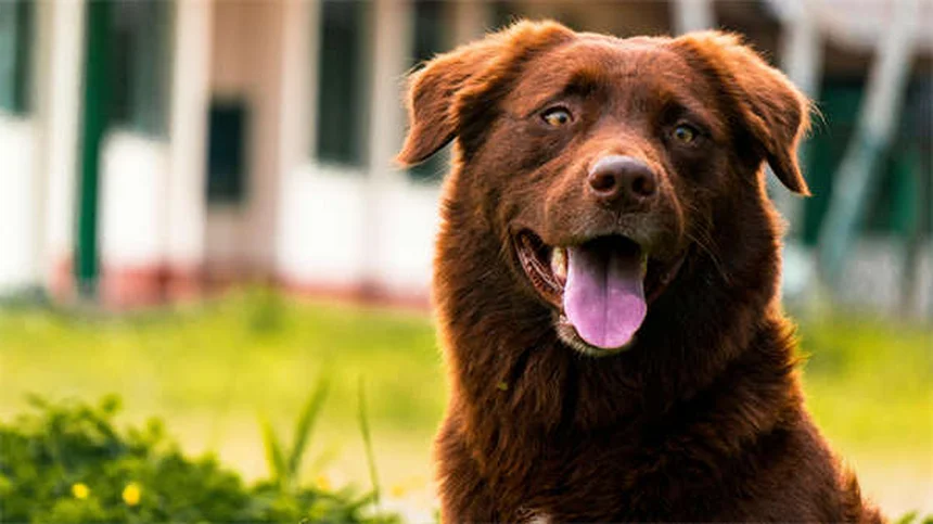 Adopter un chat ou un chien : le guide complet pour bien choisir