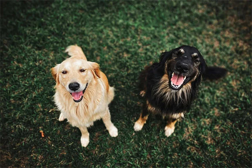 Adopter un chat ou un chien : le guide complet pour bien choisir