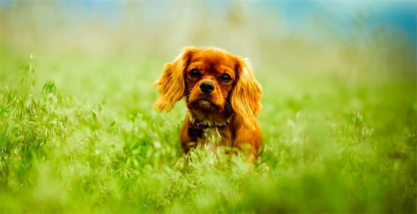 Adopter un chat ou un chien : le guide complet pour bien choisir