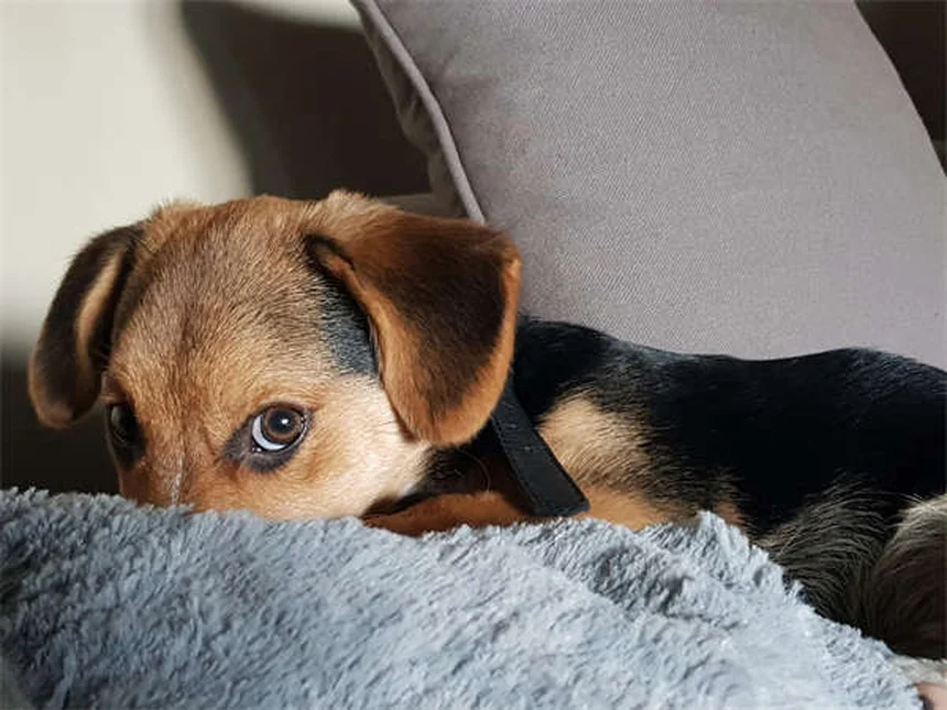 Hills Prescription Diet : La solution nutritionnelle pour la santé de votre chien