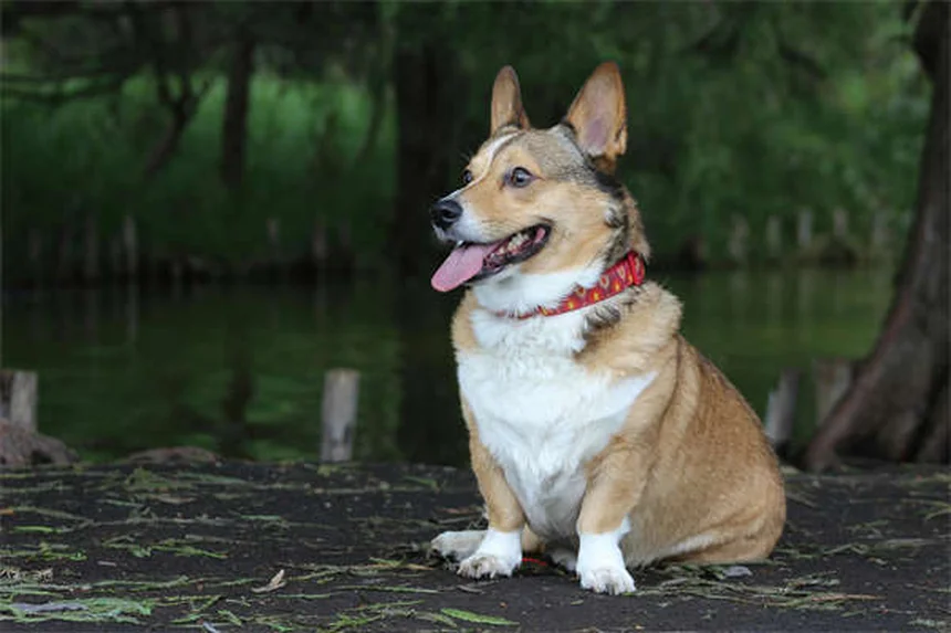 Hills Prescription Diet : La solution nutritionnelle pour la santé de votre chien