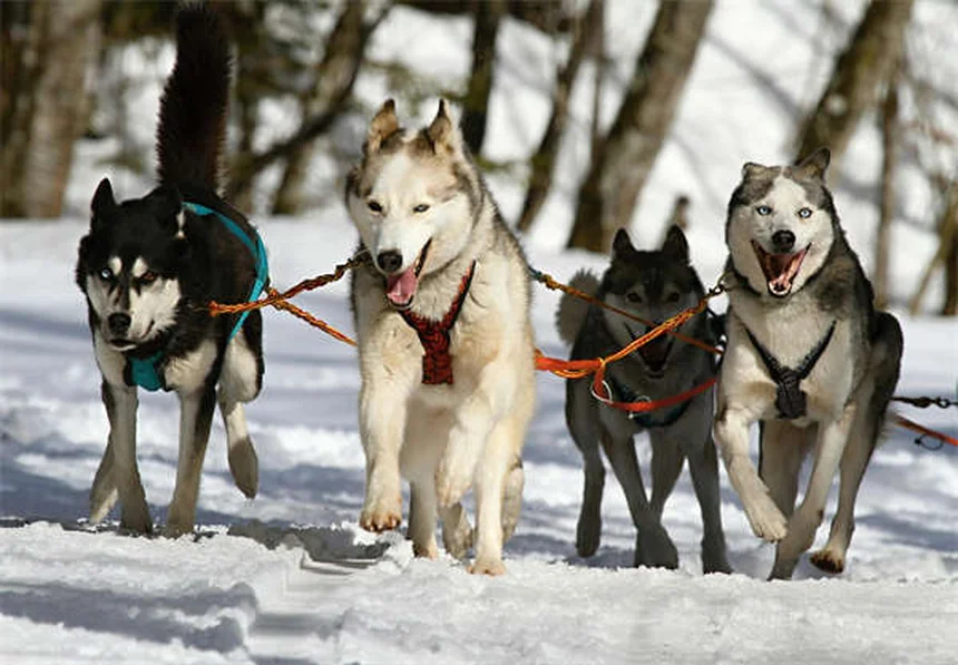 Hills Prescription Diet : La solution nutritionnelle pour la santé de votre chien