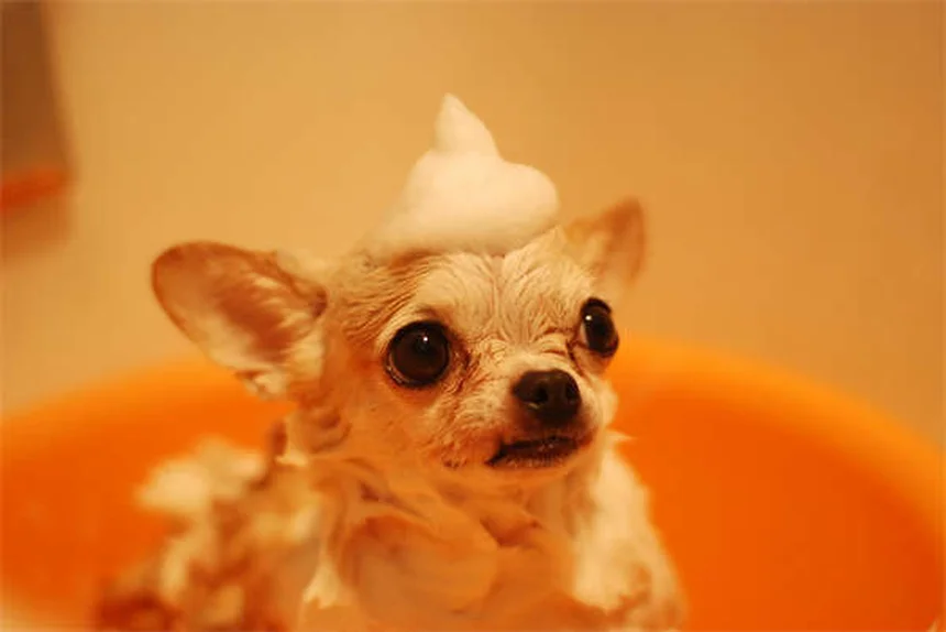 Comment choisir un chien en pleine santé : guide complet 2024