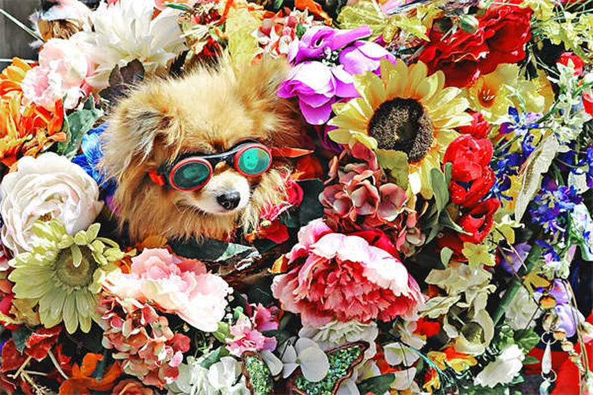 Comment choisir un chien en pleine santé : guide complet 2024