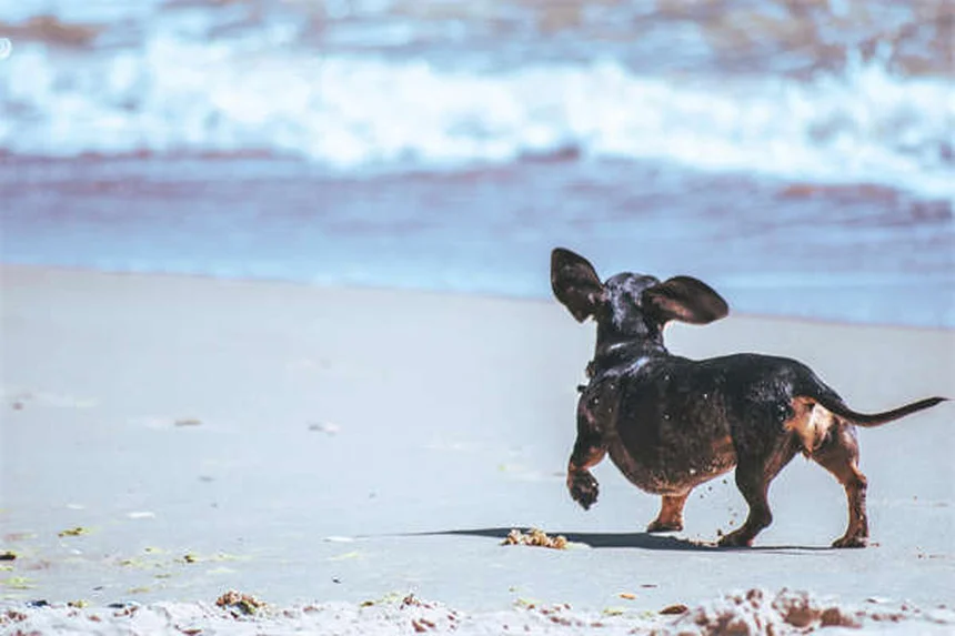 Comment choisir un chien en pleine santé : guide complet 2024